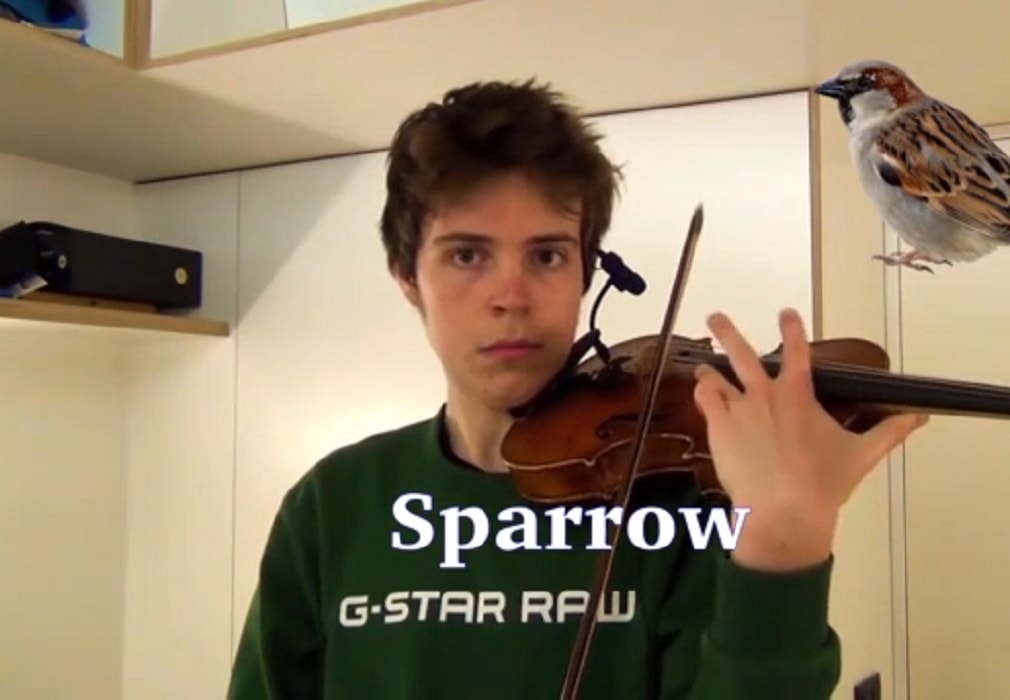 Violino riproduce zoo