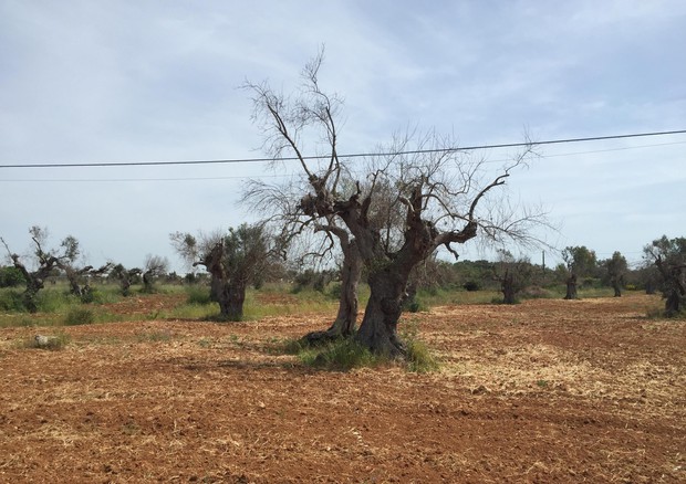 Xylella: 20 milioni di ulivi contagiati a morte dal...popolo degli ulivi