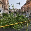 Il grosso ramo caduto in via Leone IV a Roma a Prati