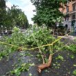 Roma, nel quartiere Prati cade grosso ramo