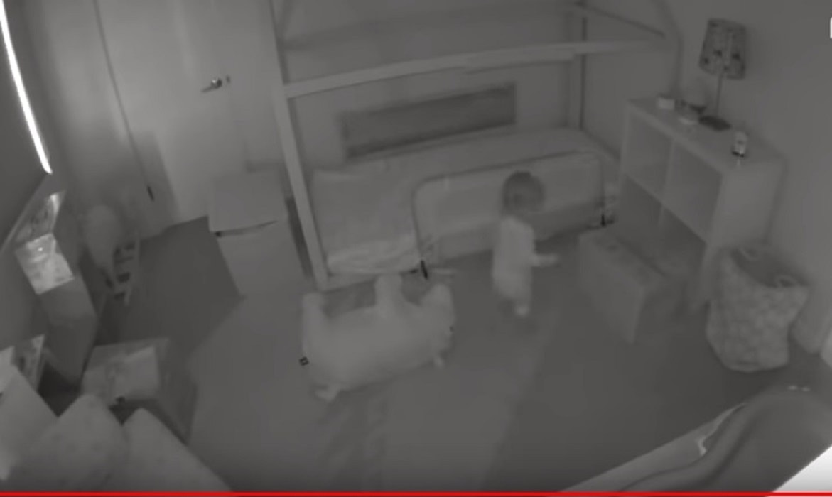 Bimba scappa da lettino grazie ai Golden retriever