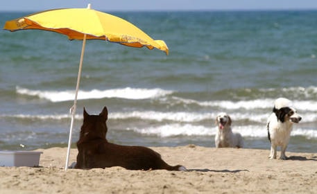Cani in spiaggia, le info per i proprietari e il telefono amico Aidaa