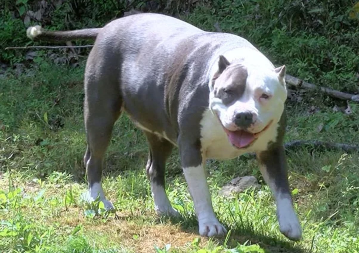 Bimba di 2 anni nel bosco, protetta per 2 giorni e salvata dal suo cane pitbull