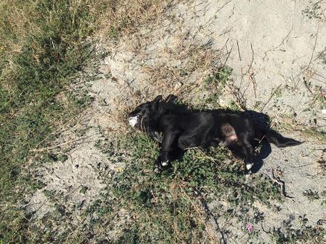 Ricadi (Vibo Valentia), strage di cani uccisi con le polpette avvelenate