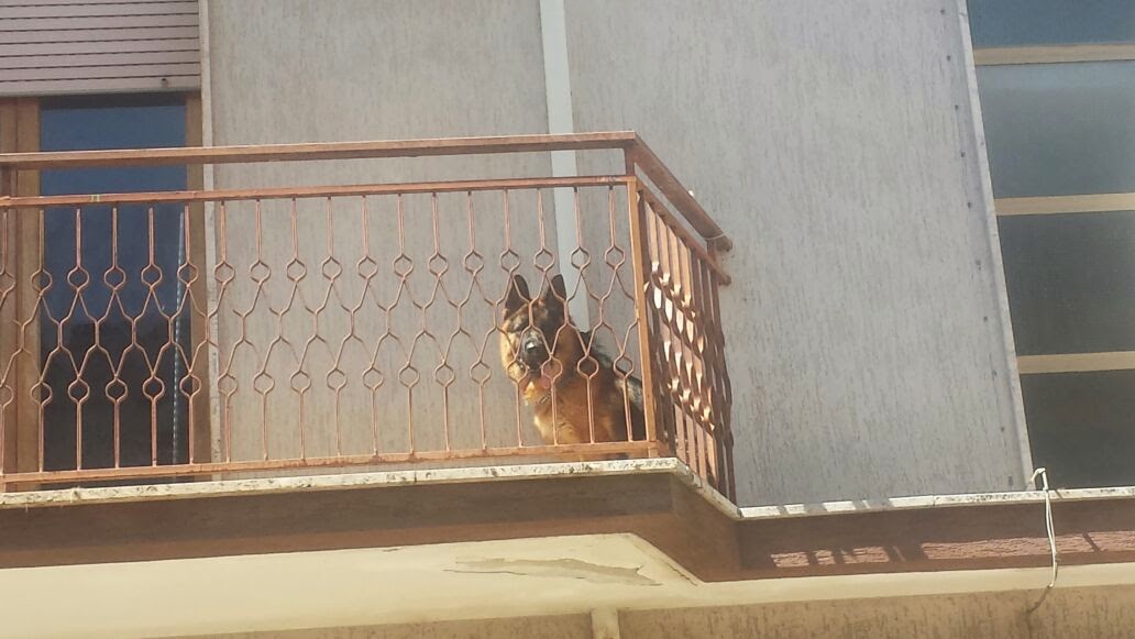 Cani abbandonati sul balcone, cosa fare?