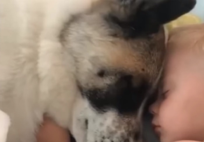 Cane e bimbo dormono