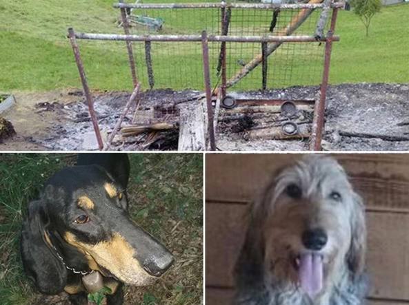 Albaredo per San Marco: cani bruciati vivi in giardino perché stavano abbaiando