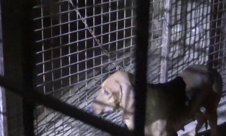 Roma, "cane sbranato alla Muratella". La denuncia di Leidaa