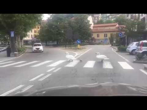 Cigni e anatre sulle strisce pedonali, gatti che aprono il frigo: gli animali ci copiano