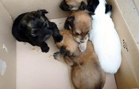 Genova, la sua cagnolina partorisce: lei getta i cuccioli nella spazzatura