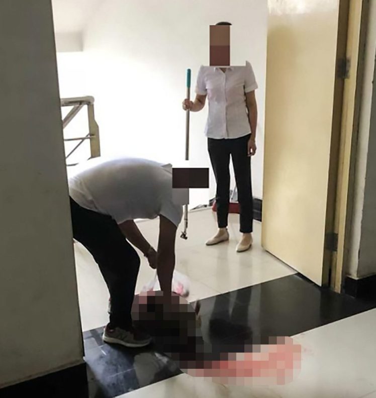 Cucciolo cane università ucciso