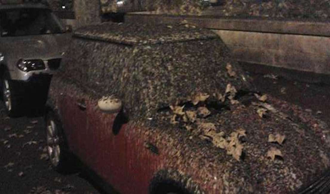 Canada, misteriosa pioggia di feci a Kelowna: uccelli o aerei?