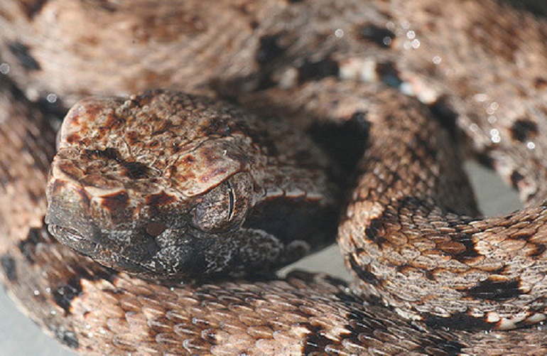 Il ferro di lancia, uno dei serpenti più pericolosi del Sud America