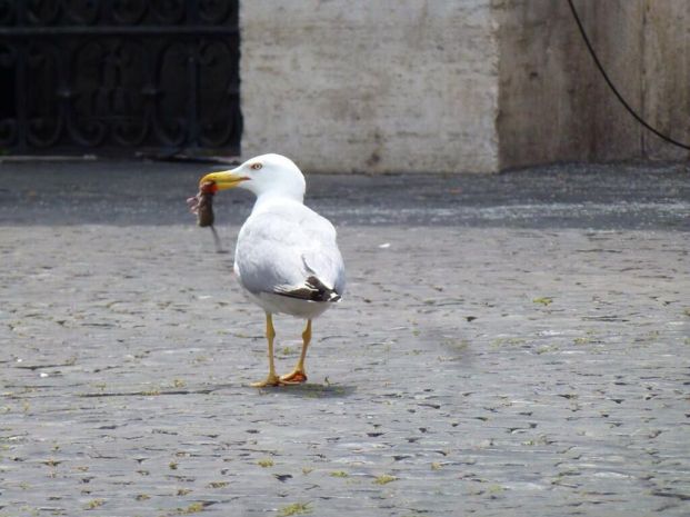 Roma, gabbiani reali attaccano bambina al Bioparco