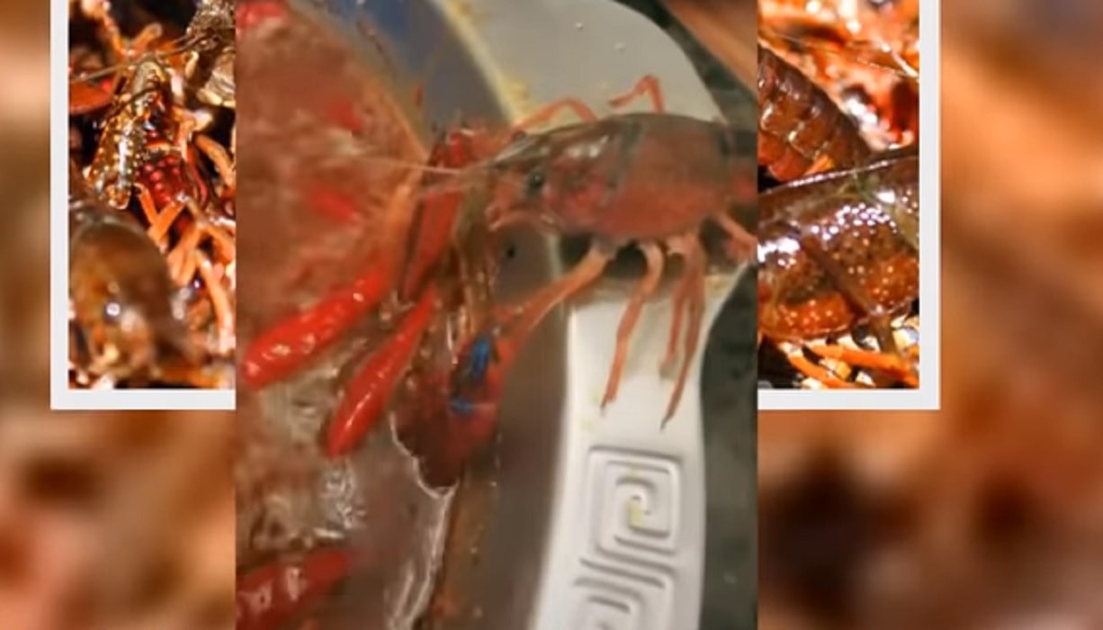 gambero stacca la chela e fugge