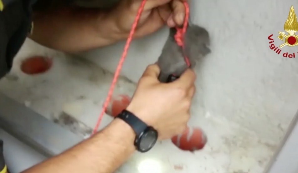 YOUTUBE Bussolengo (Verona), gattini in un tubo salvati dai vigili del fuoco