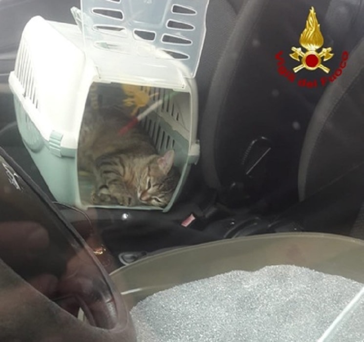 Gatto lascia padroni fuori da auto in autostrada