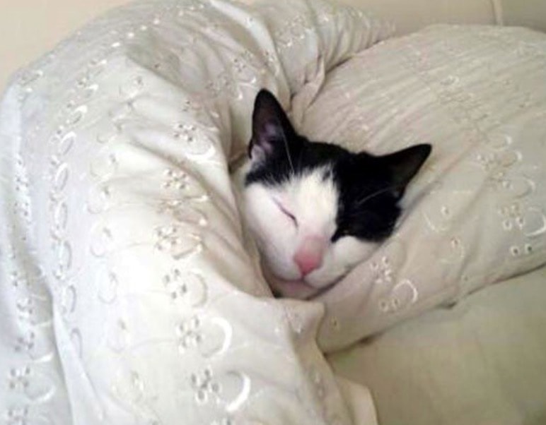 Gatti che dormono sul cuscino e aprono le porte: lo fanno perché ci imitano