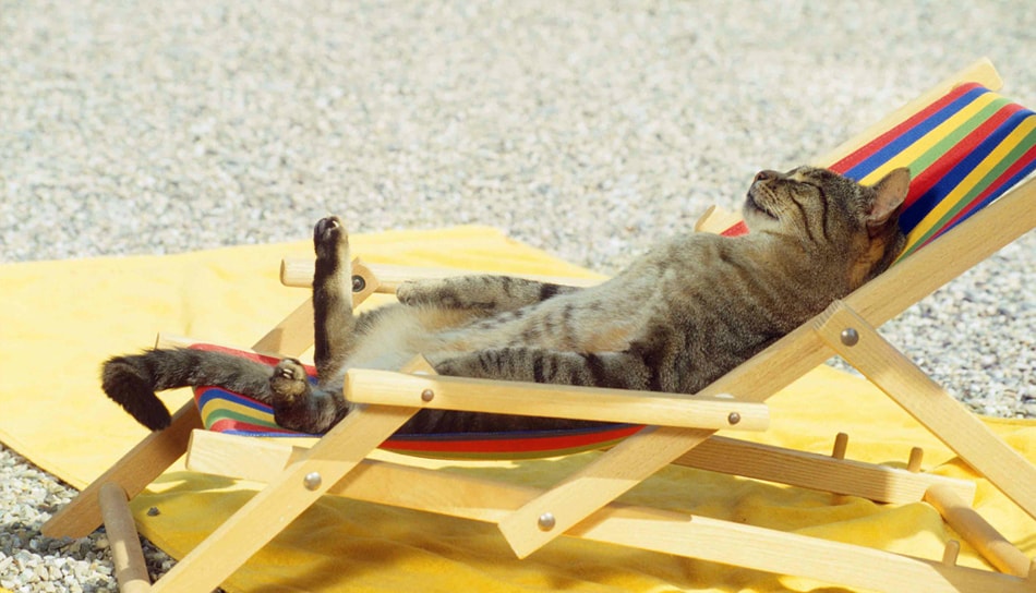 Gatti, come farli stare bene in estate e in viaggio: 4 consigli
