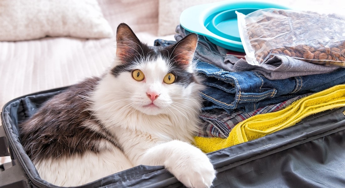 Vacanze con cani e gatti: come partire con loro. O dove lasciarli al sicuro