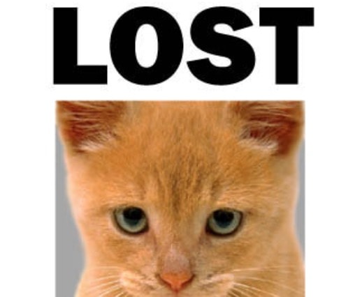 Cani e gatti smarriti: ecco come ritrovarli