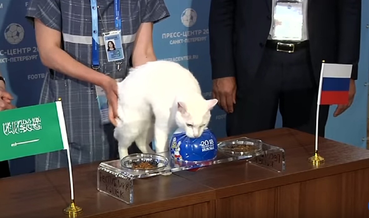 Mondiali 2018 gatto Achille
