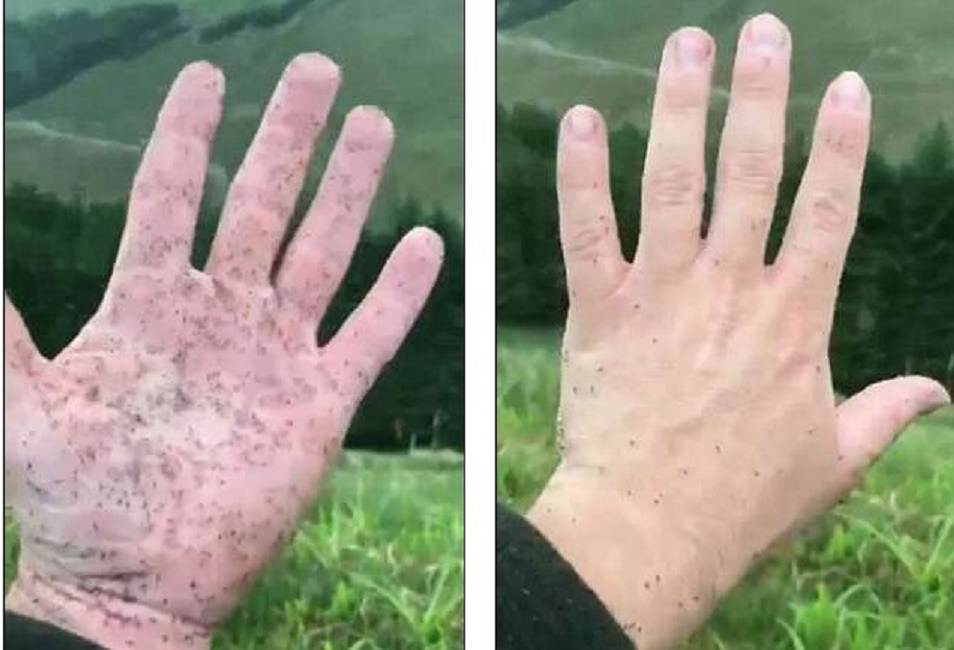 Scozia, invasione di moscerini "feroci": succhiano il sangue come zanzare