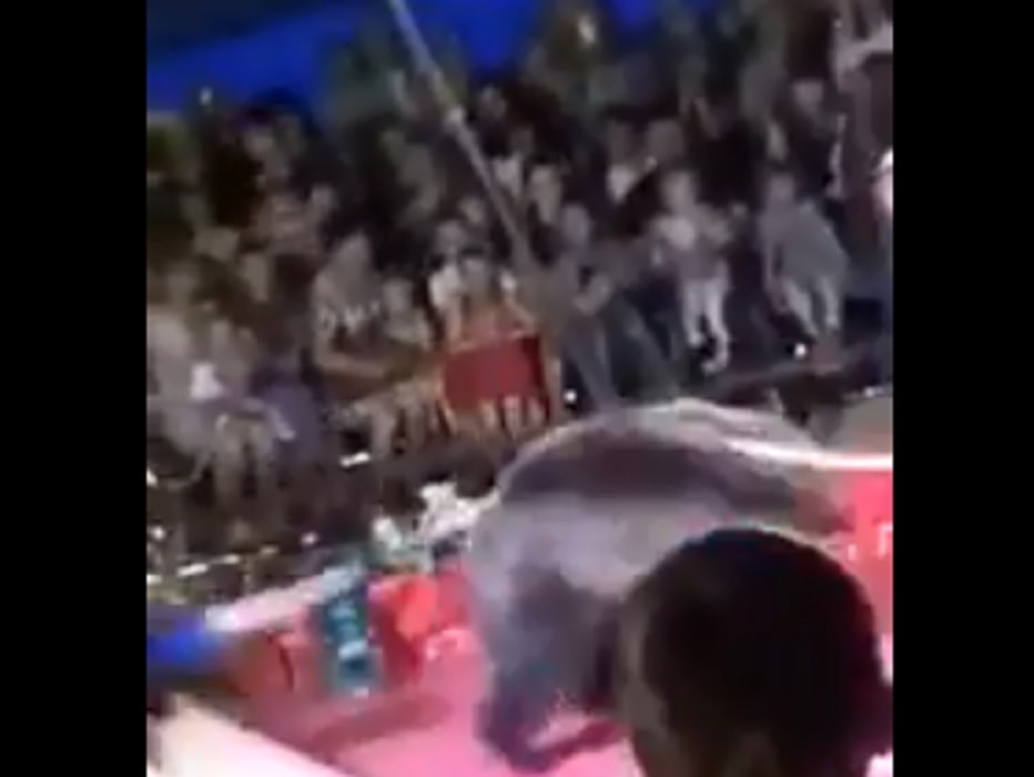 Russia orso ribelle circo