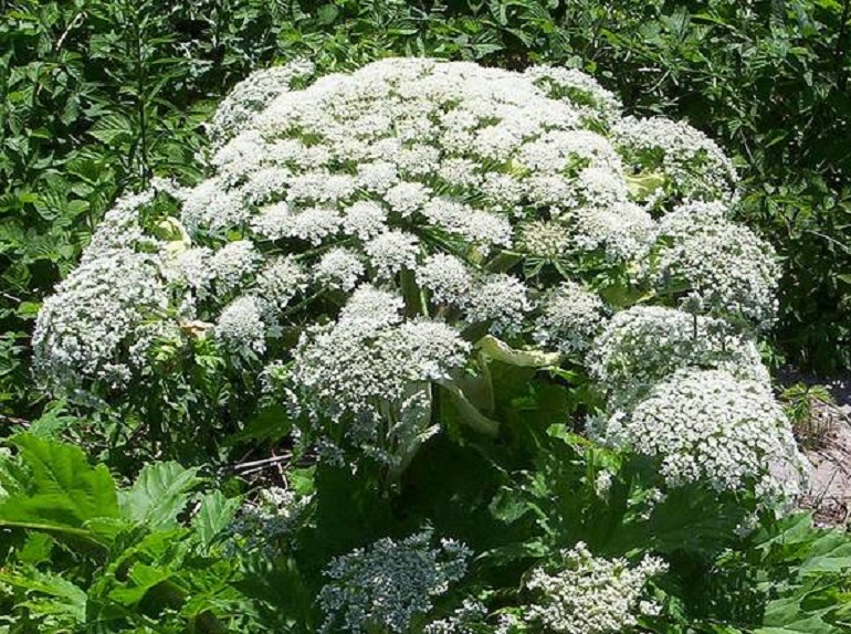 "Non toccate quella pianta": la specie Mantegazza che brucia la pelle, c'è anche in Italia