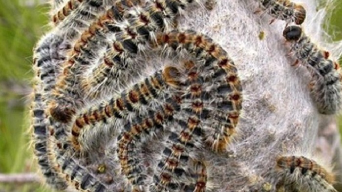 Grassobbio, le ordinanze del sindaco contro zanzare tigre e processionarie