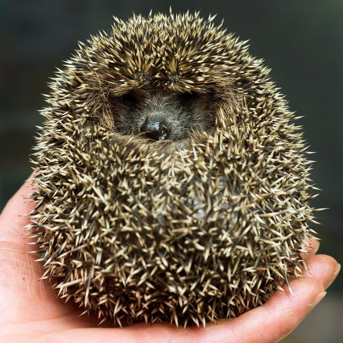 Ricci in coma etilico in Germania: bevuto liquore tra i rifiuti