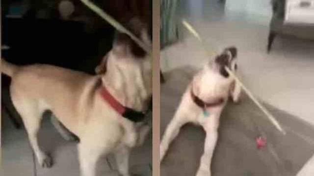 YOUTUBE Chiusa fuori di casa, il suo cane riesce a farla entrare