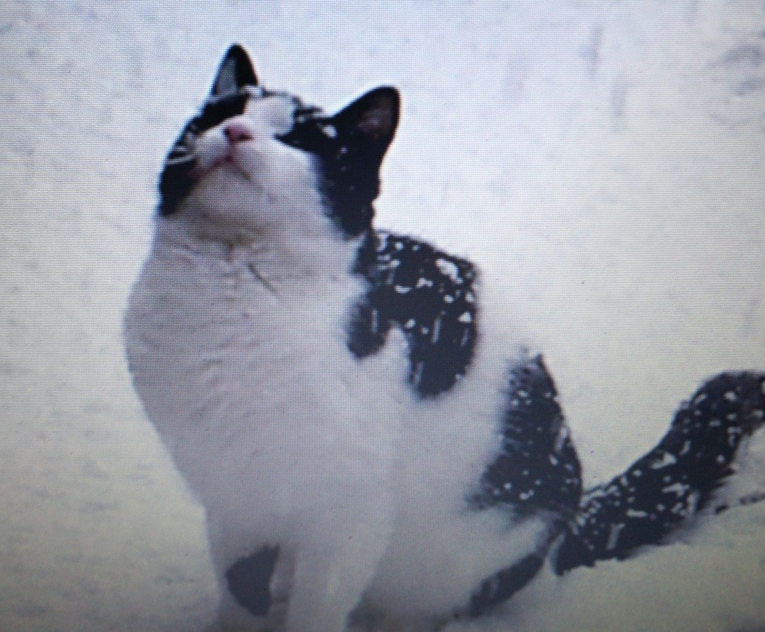 Amatrice, Marina Torretti: "Aiutatemi a trovare la mia gatta Sissi. Mi ha salvato dal terremoto"