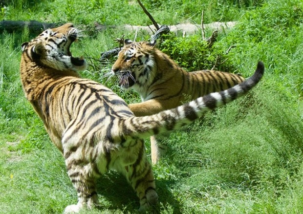 Germania: cinque felini in fuga dallo zoo. Caccia a due leoni, due tigri e un giaguaro