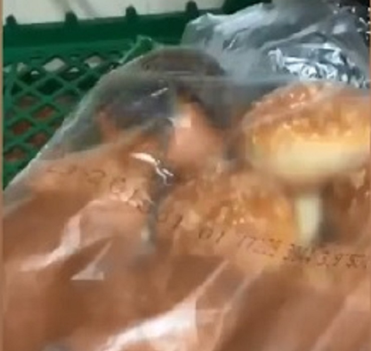 Topi corrono panini Buger King