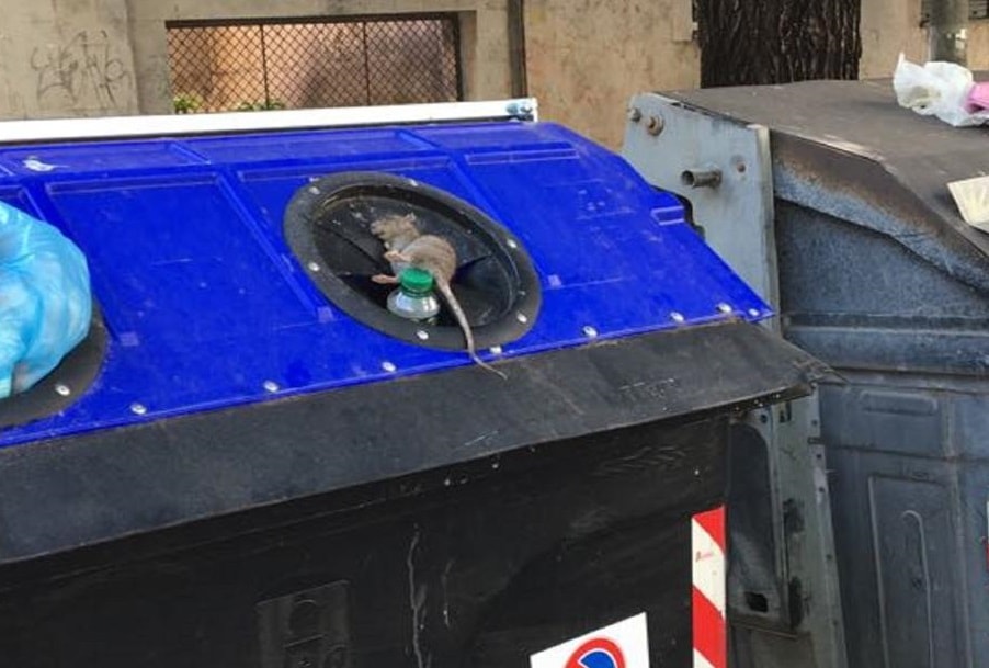 Roma, Monteverde invasa da topi