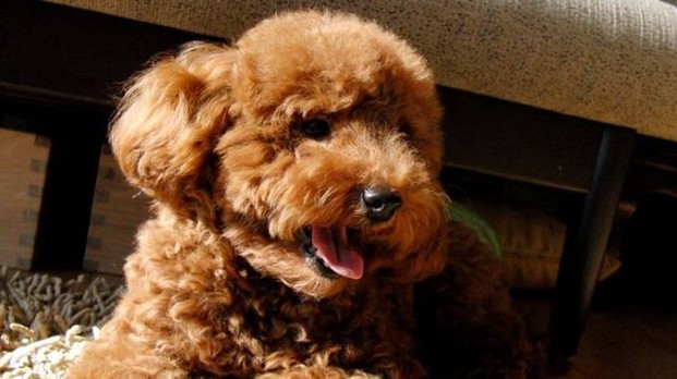 Compra online cucciolo di barboncino, ma il cane muore il giorno dopo. Scoperto traffico di animali sul web