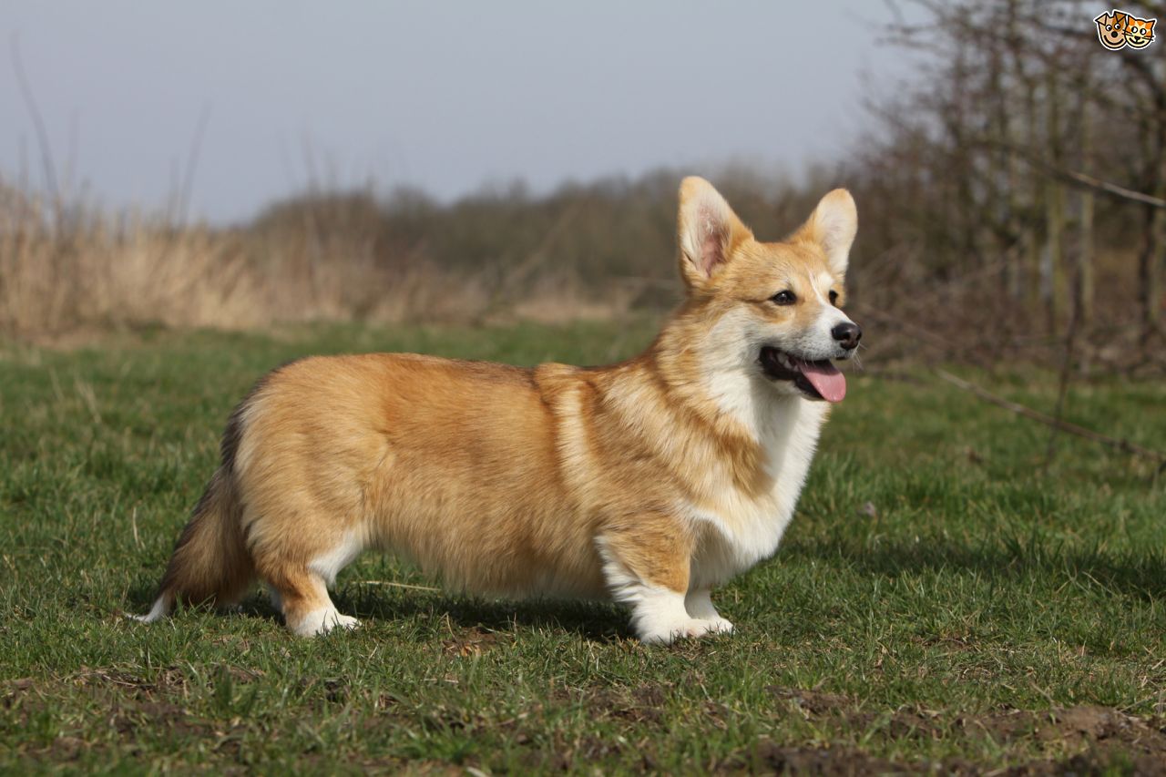 cagnetta corgi