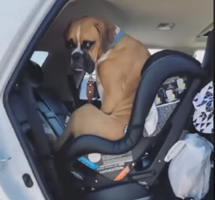 Cane siede seggiolino