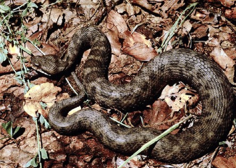 Falcade (Belluno): 27enne morsa da una vipera: è in rianimazione