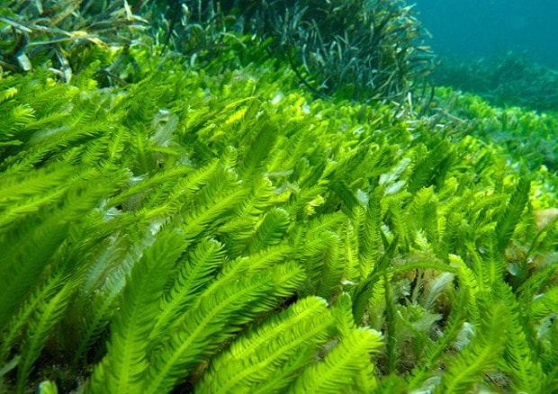 Alghe letali. Studio Harvard: "Loro la causa dell'estinzione di massa di 445 milioni di anni fa"