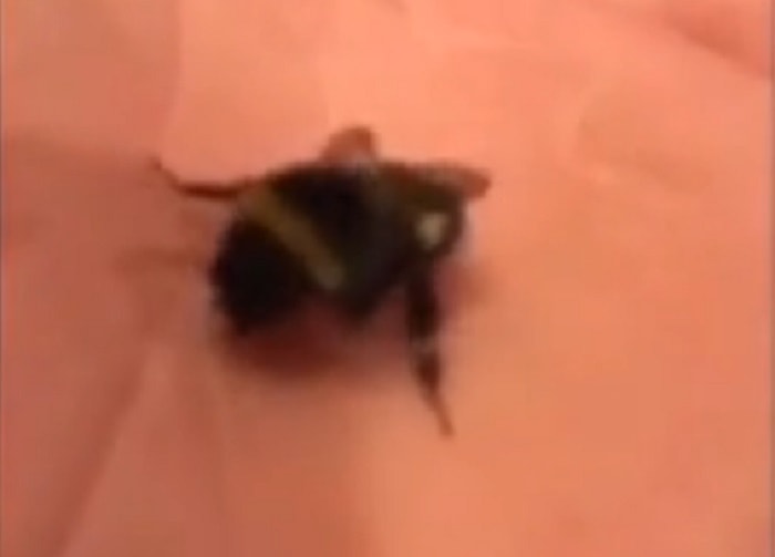 Ape beve Mdma dalla mano di un uomo