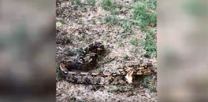 Boa constrictor lungo due metri nel parco