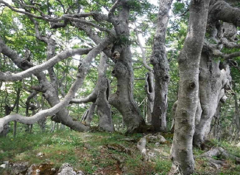 Brescia, ragazzina autistica di 12 anni scomparsa nei boschi di Serle (foto Ansa)