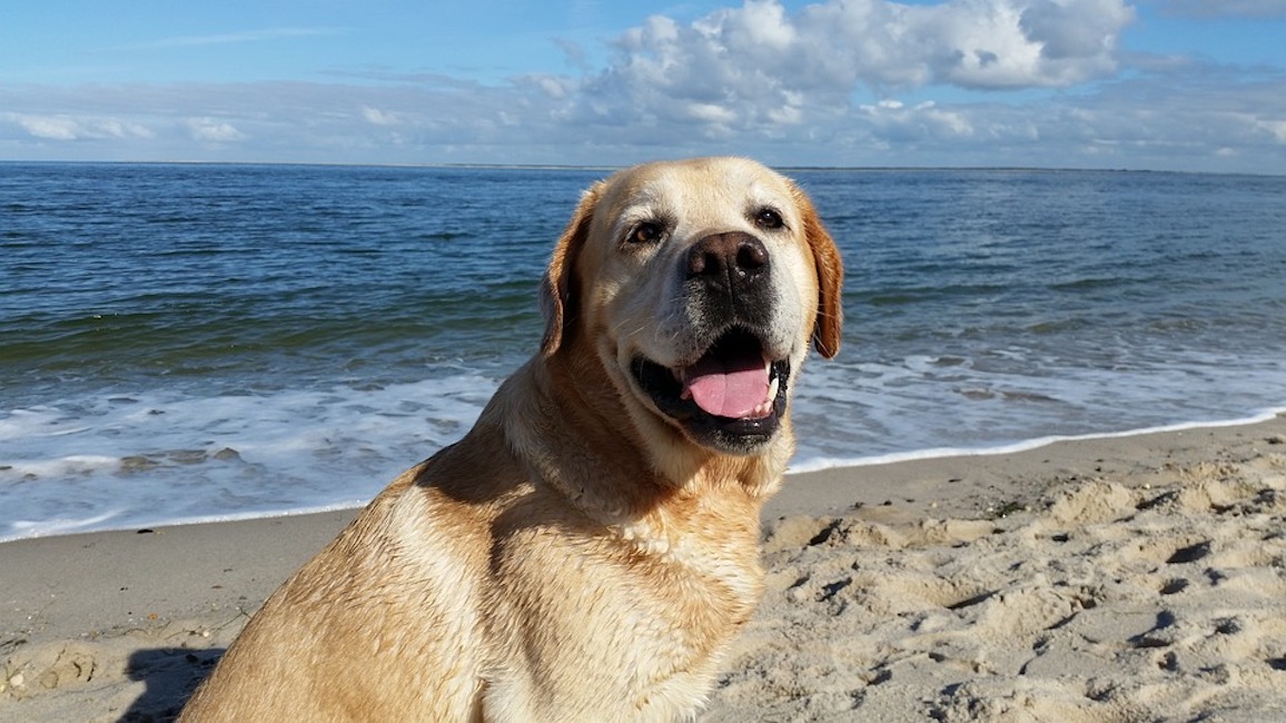 Labrador in spiaggia beve troppa acqua di mare: muore avvelenato