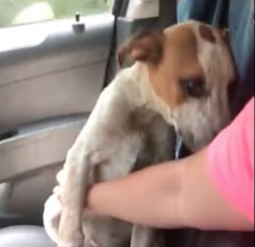 Salva cane abbandonato in catene sotto il sole. La sua riconoscenza è commovente - VIDEO