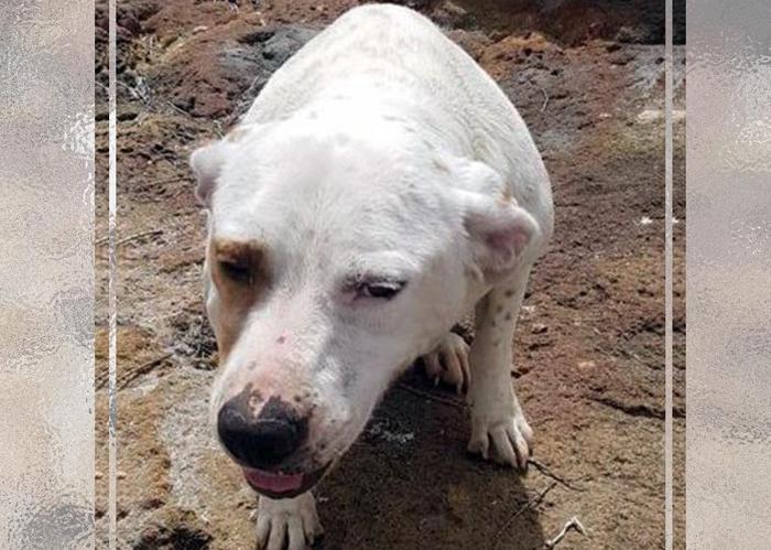 Trapani, getta cane in mare con una pietra legata al collo. Denunciato