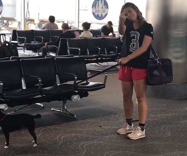 Cane defeca aeroporto