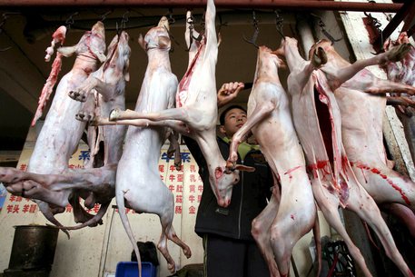 Corea del Sud, mobilitazione in difesa dei cani: "Adottateli, non mangiateli"