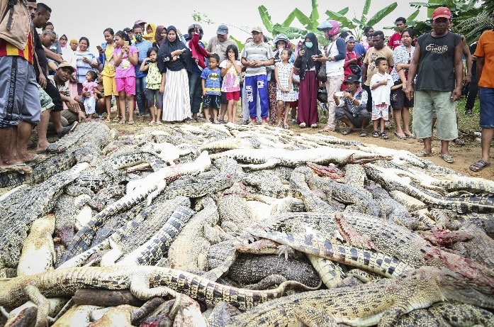 indonesia coccodrilli